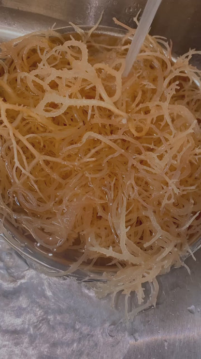 Raw Golden Irish Sea Moss Bags